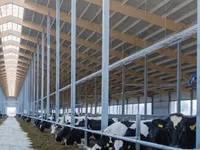 Vaca, Raza Holstein — foto 2