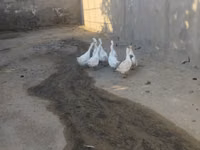 Geese — foto 3
