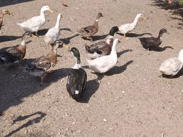 Ducks — Azerbaycan