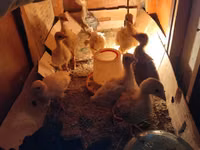 Geese — foto 5