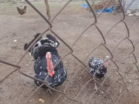 Turkeys — photo 2