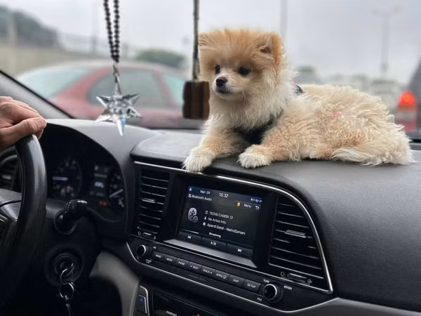 Cins: Pomeranian (Boo tipli) Rəng: Krem/açıq şaftalı Ölçü: Kiçik