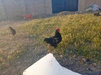 Chickens — 2-сурет