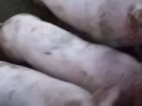 नर सूअर, सूअर — फ़ोटो 1