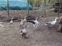 Geese — الصورة 4