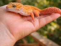 Leopard gekko – narıncı çalarların üstünlük təşkil etdiyi gözoxşayan — الصورة 2