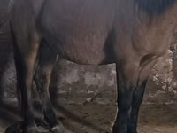 雄馬, Mugalzhar horse — 写真 2