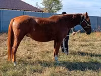 Caballo, Caballos — foto 6