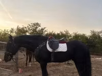 حصان, Friesian — الصورة 5