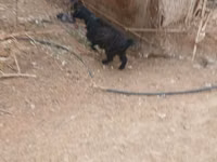 பெண் வெள்ளாடு, வெள்ளாடுகள் — புகைப்படம் 7
