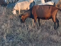 Boucs, Italian Alpine goat — photo 5