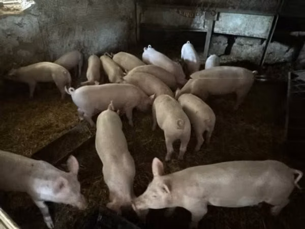 Porcs (lot, sexe non indiqué), 