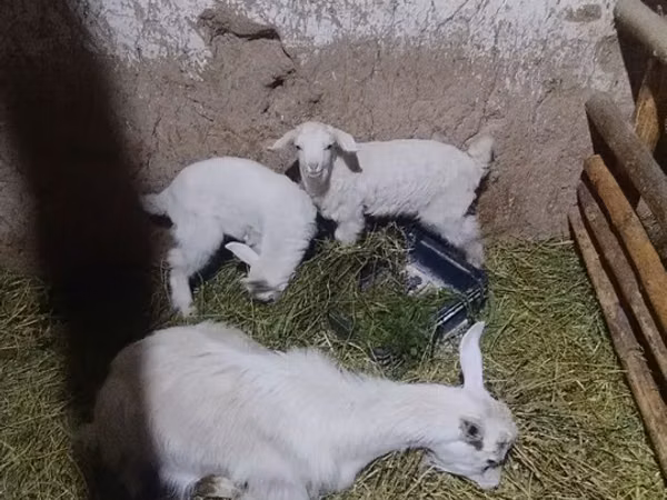 Cabra, Alpine goat