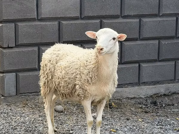Beran, Hissar sheep