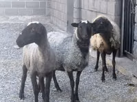 Ovce, Romanov sheep — foto 1