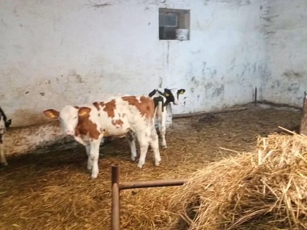 牛只（批次，未指定性别）, Simmental cattle