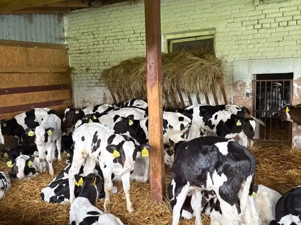 Taureau, Russian Black pied cattle