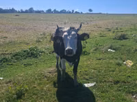 Krowa, Russian Black pied cattle — zdjęcie 5