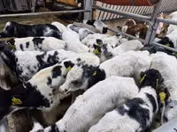 Taureau, Vache limousine — photo 1