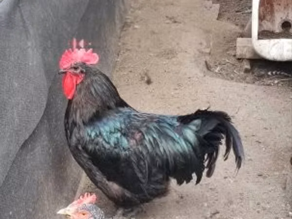 ऑस्ट्रेलॉर्प