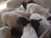 ஆண் ஆடு, Dorper sheep — புகைப்படம் 3