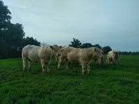 Taureau, Charolais cattle — photo 2