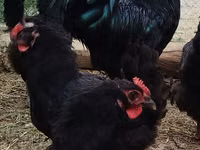 Australorp — foto 4