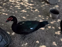 Ducks — foto 6