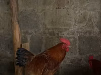 Chickens — الصورة 3