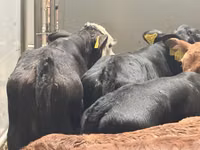 Skot (série, pohlaví neuvedeno), Simmental cattle — foto 3