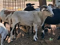 نعجة, Cameroon sheep — الصورة 8