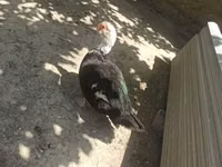 Ducks — foto 2