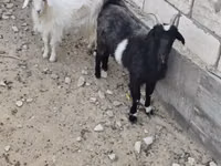 Cabra, Cabras — foto 1