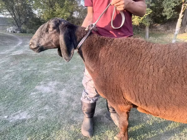 母羊, Arashan sheep