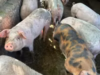 Säue, Schweine — Foto 4