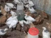Chickens — photo 1