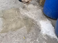 Chickens — foto 2