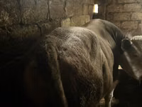 Buğa, Simmental cattle — foto 4