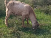 Keçi, LaMancha goats — foto 2