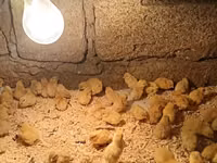 Chickens — zdjęcie 4