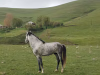 ცხენი, Azerbaijan horse — ფოტო 1