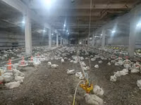 Chickens — 写真 2