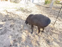 Bélier, Hissar sheep — photo 4