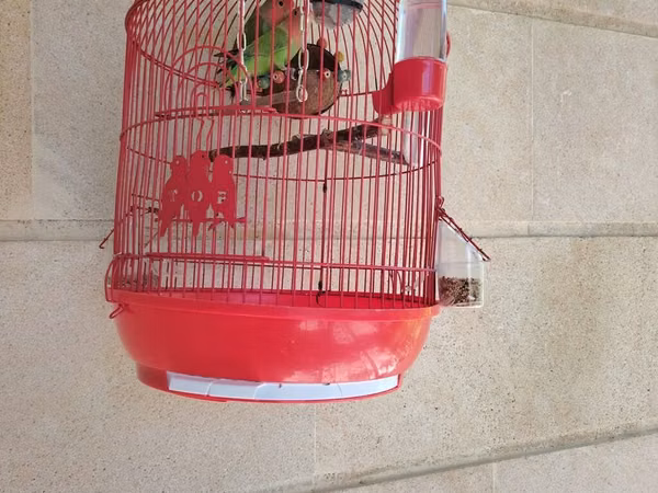 Məhsul: Qırmızı asma quş qəfəsi aksesuarlar, 1 cut popuqaylar lovebird