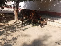 Krava, Skot — foto 2