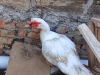domácí kachna pižmová — foto 1