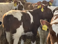 Skot (série, pohlaví neuvedeno), Simmental cattle — foto 2