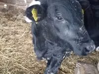 Toro, Vaca Limousin — foto 1