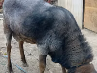 ஆண் ஆடு, Romanov sheep — புகைப்படம் 4