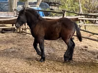 母马, Horses — 照片 1